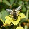 Eucera sp.